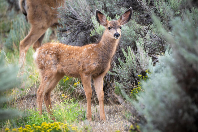 Colorado, Eagle Hill, Ridgway, San Juan Mountains, deer
