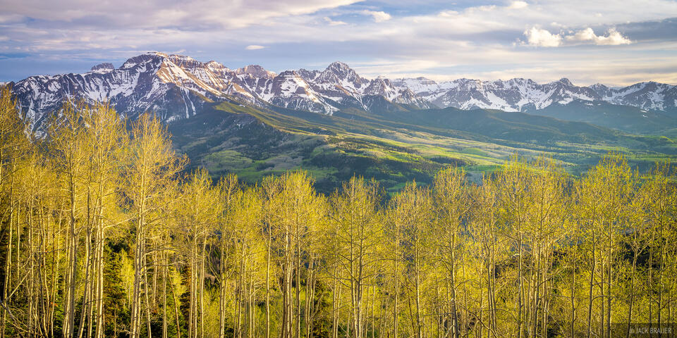 Sneffels Spring Aspens