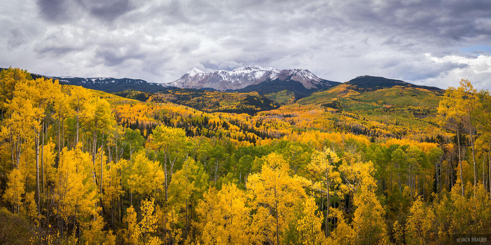 Cloudy Aspens