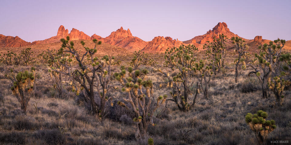 Castle Peak Joshua Trees
