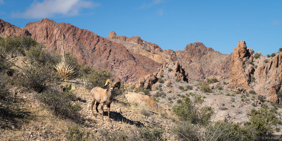 Bighorn Sheep in the Kofa Mountains
