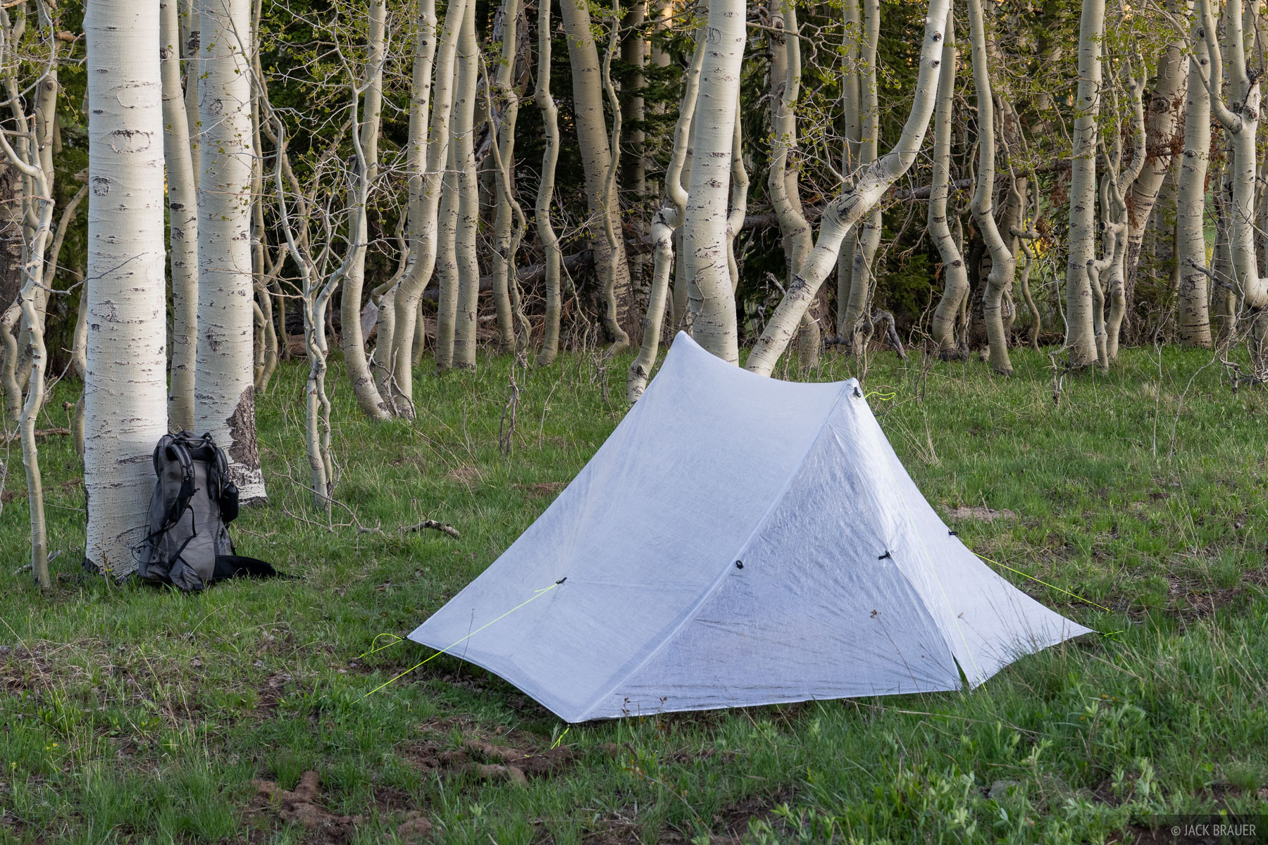 Zpacks Duplex Lite tent in an aspen forest.