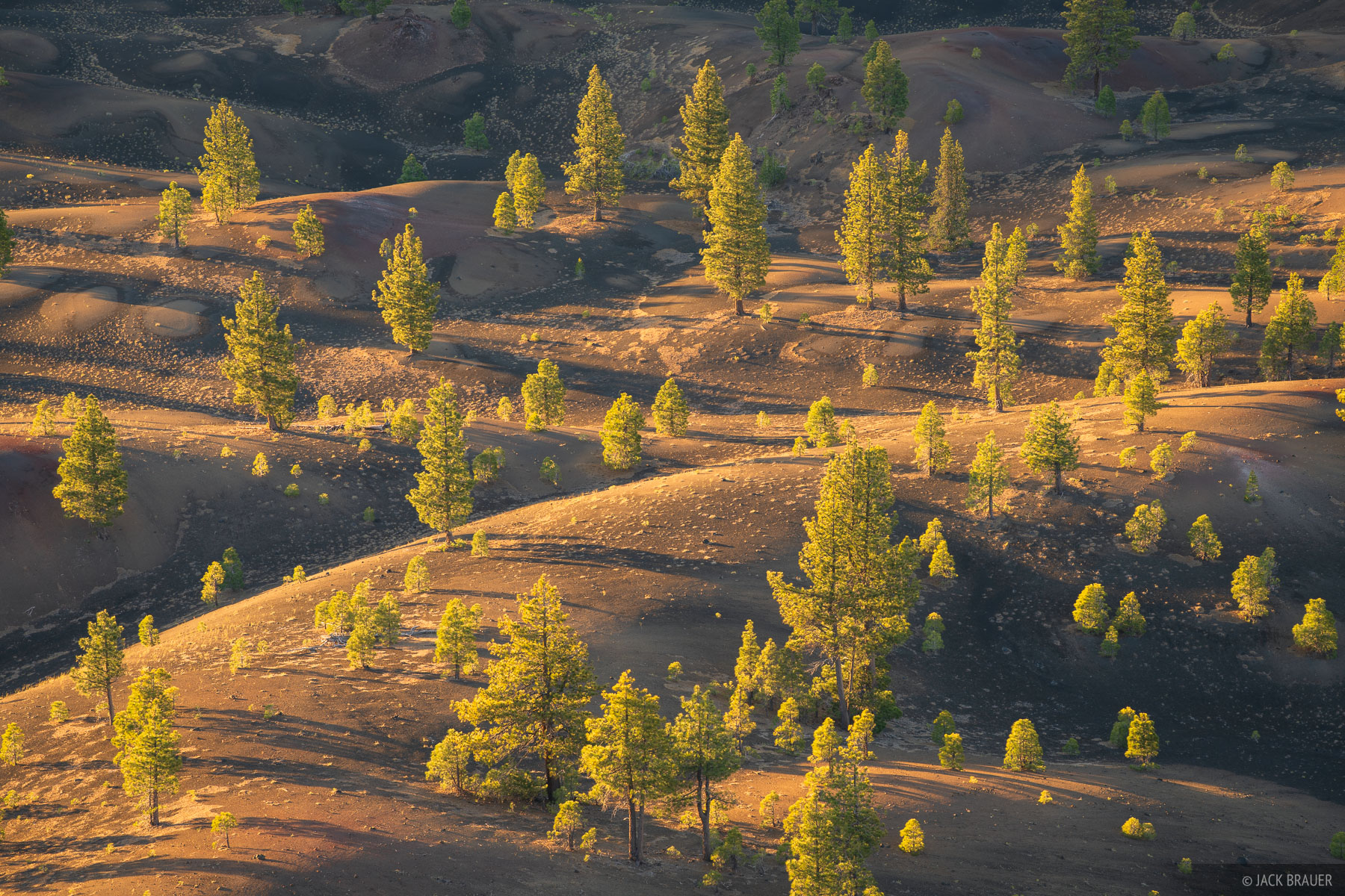 Volcanic Pines Sunrise Sunrise light shines on pine trees and the Painted Dunes, a rolling lava flow from eruptions about 400 years ago.