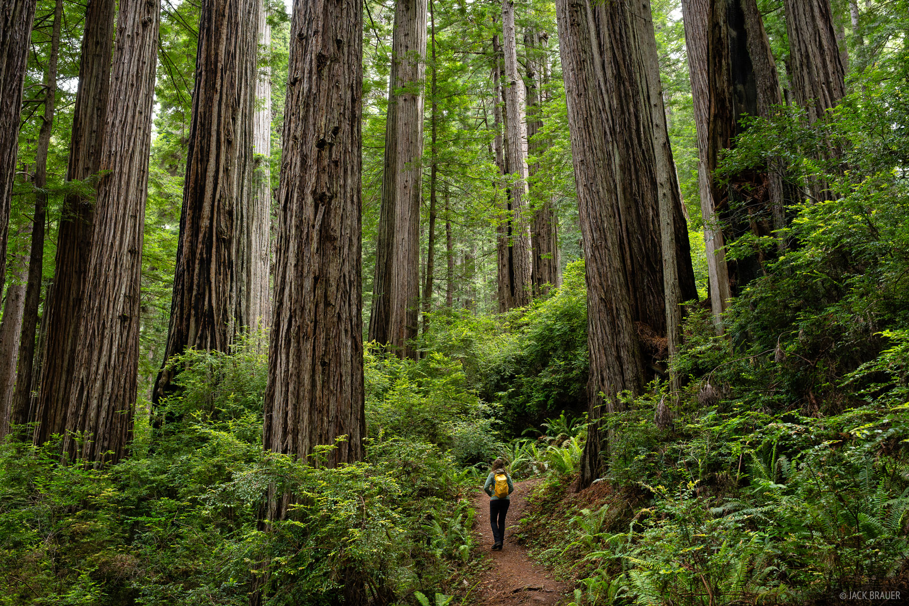 Hiking Amongst Giants A hiker is dwarfed by a forest of giant redwoods.
