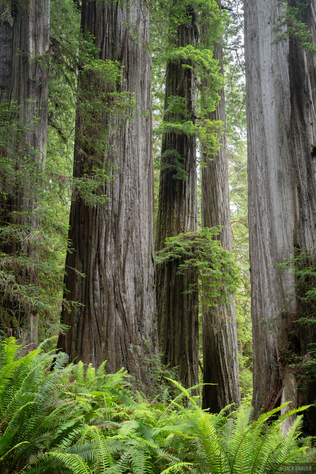 Redwood Sentinels Massive redwood trees tower above.