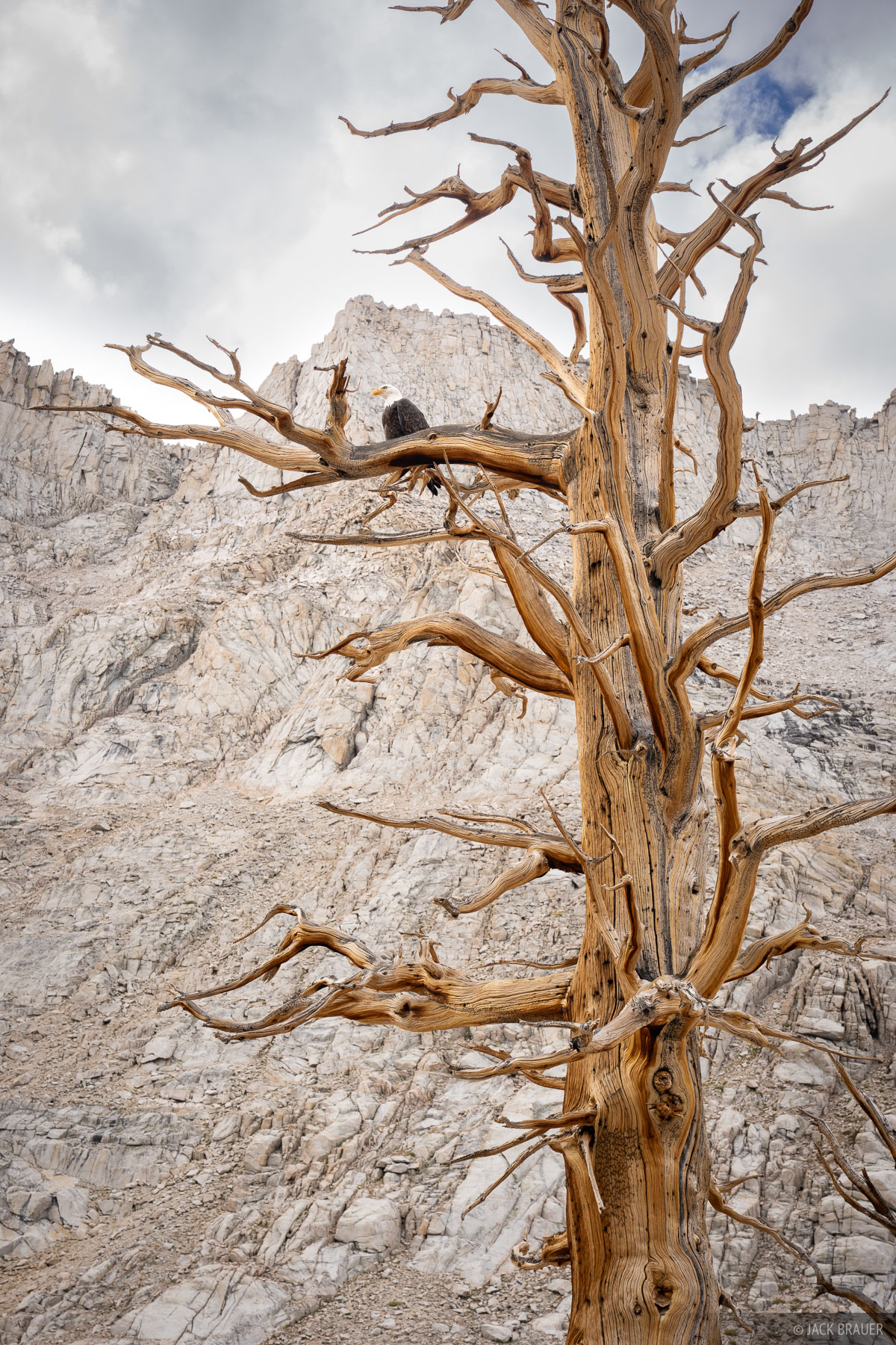 Bald Eagle in the Sierra A bald eagle sits in a tree high in the eastern Sierra.