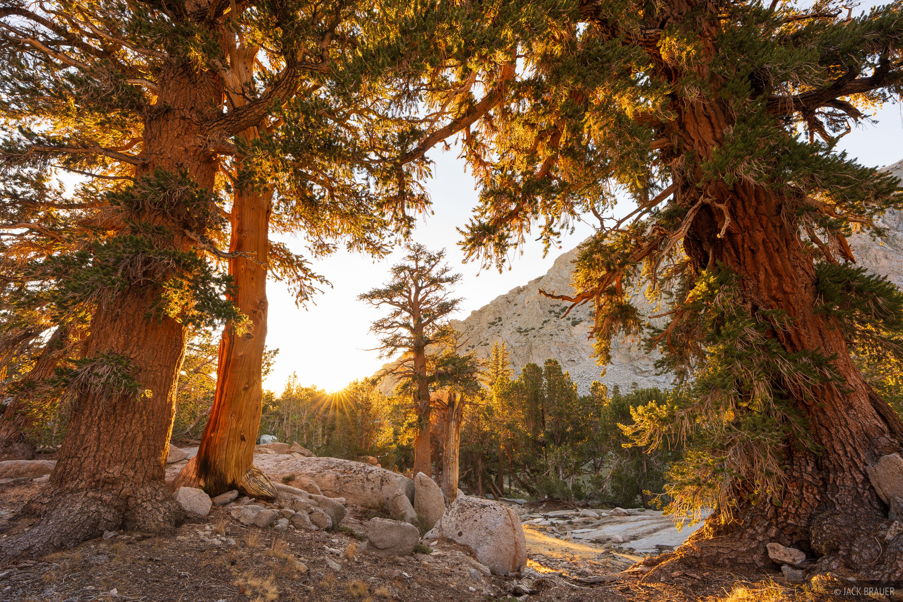 Sunrise Treeglow The rising sun illuminates trees in the Onion Valley.