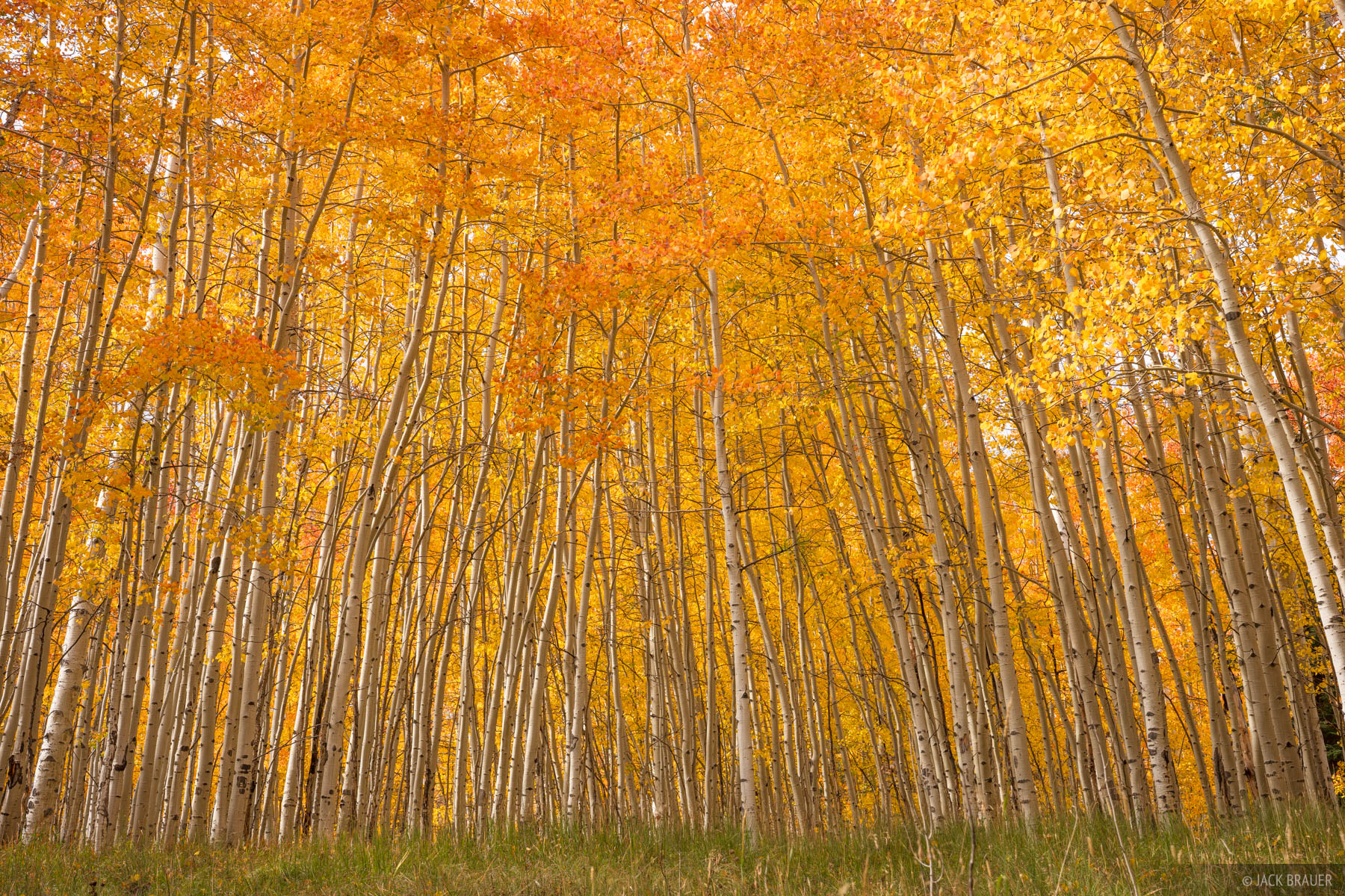 Neon Gold A glorious grove of tangerine neon orange aspens.