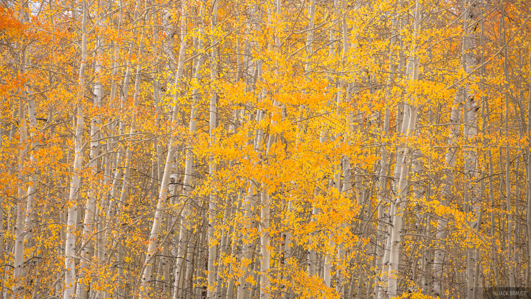 Quaking Neon A pointillist splash of neon orange quaking aspen leaves.